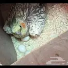 للبيع طيور كروان زوج تحته بيض