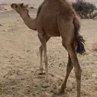 بكره