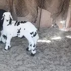 طلي
