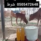 سمن بلدي مضمون بقري مع الخلاصة والحقنه