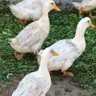 بط بكيني للأكل