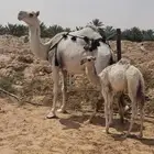 خلفه للبيع