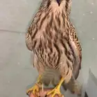 باشق او شبوط انثى حجم كبير ومدرب ويهد مع اغراضه