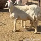 شاه