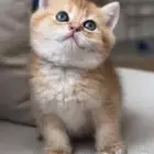 بيطري حيوانات