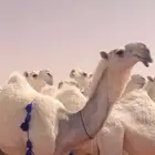دباديب أزرق