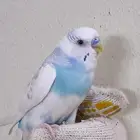 بادجي ذكر للبيع طائر الح ب