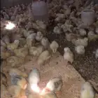 صوص بلدي للبيع الوان فواتح