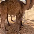 للبيع قعود طيب وتحت امه