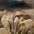 خرفان ورخيل البيع