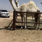للبيع الضروبه