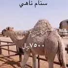 سنام يجمل للزوجات والمناسبا