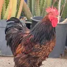 كوشين أوروبي قزمي