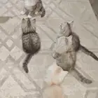 قطط للتبني