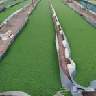 ازولا أعلاف دواجن ومواشي