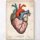 طبيب تدريس خصوصي anatomy مادة التشريح لطلالبات الطب