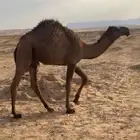 قعود طيب للبيع
