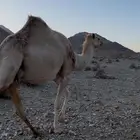 ناقه