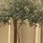 شجر كف مريم كبير