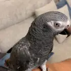 ببغاء كاسكو اليف