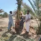 يتوفر لدينا نخيل طيب للبيع والسعر مناسب للجميع