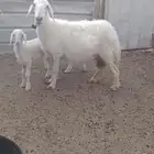 حريه متبع