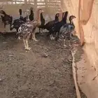 فروخ باكستاني و سندي