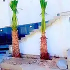 يوجد لدينا جميع انواع النخيل المثمرة وزينه