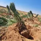 يوجد لدينا نخل مجدول وإخلاص وبرني وعجوه وصقعي وصفري وهلالي ل