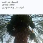 السلام عليكم ورحمة الله وبركاته يوجد لدينا جميع انواع النخل