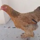دجاج براهما