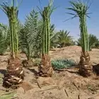 يوجد لدينا جميع انواع النخيل للبيع المجدول   وخلاص وبرني