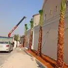 نخل واشنطني