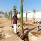 جميع انواع النخيل