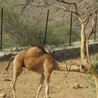 حاشي لباني للبيع