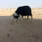 نعجه نجديه و معزا