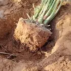 يوجد لدينا جميع أنواع انخيل اللبيع ونوايع فاخره ونخل زينه