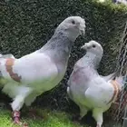 حمام شامي للبيع
