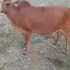 بقره بلدي للبيع شحم مشاء الله تبارك الله