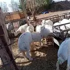 خرفان حري للبيع