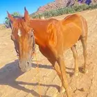 خيل