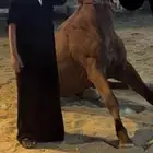 خيل انقليزي ثيربد