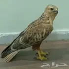 صقر حر للبيع