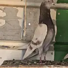 حمام باكستاني TOP