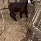اربعه عروض