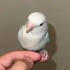 عصفور روز للبيع
