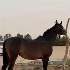 مهره لقحه للبيع