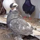 حمام لونق فيس
