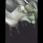 تيوس منتدي الموقع الذيبيه فل شحم مقفلات