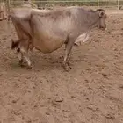 بقر